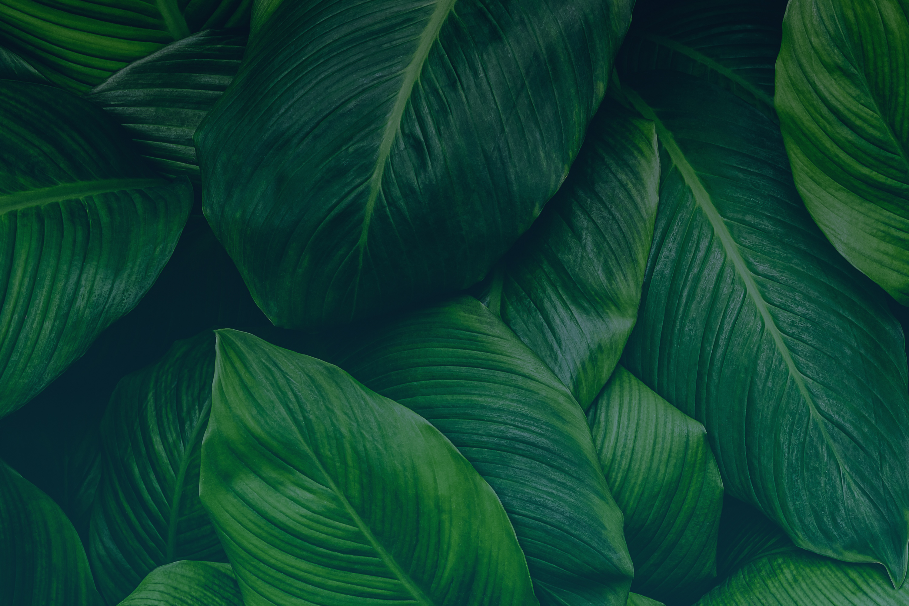 Adobe Stock 362563424